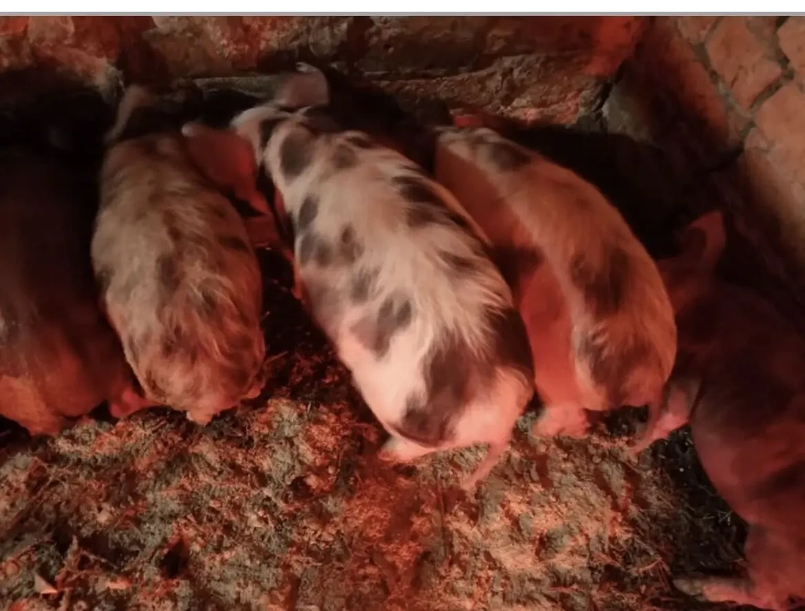 Продаю поросят 2