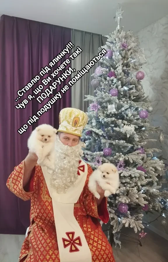 Померанський шпіц з документами 3