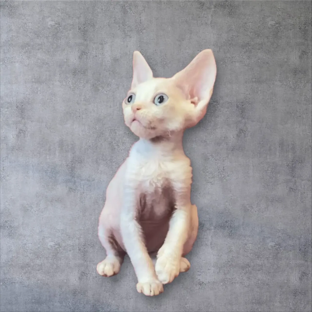 Девон-рекс Київ.