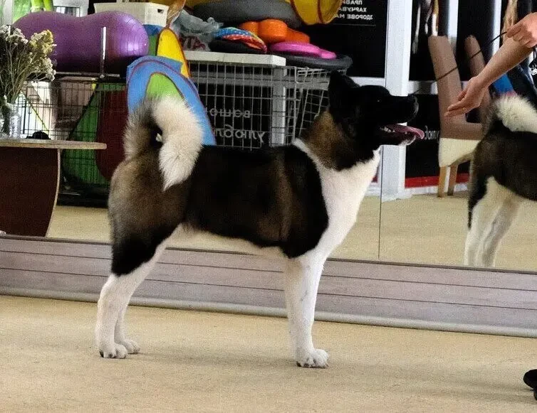 цуценя американської акіти