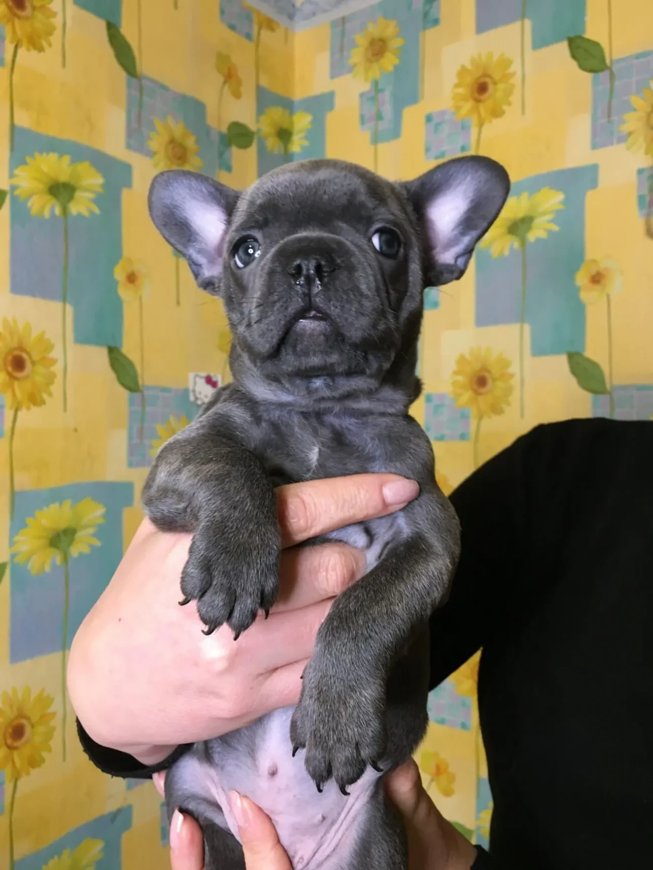 Цуценя французького бульдога 5