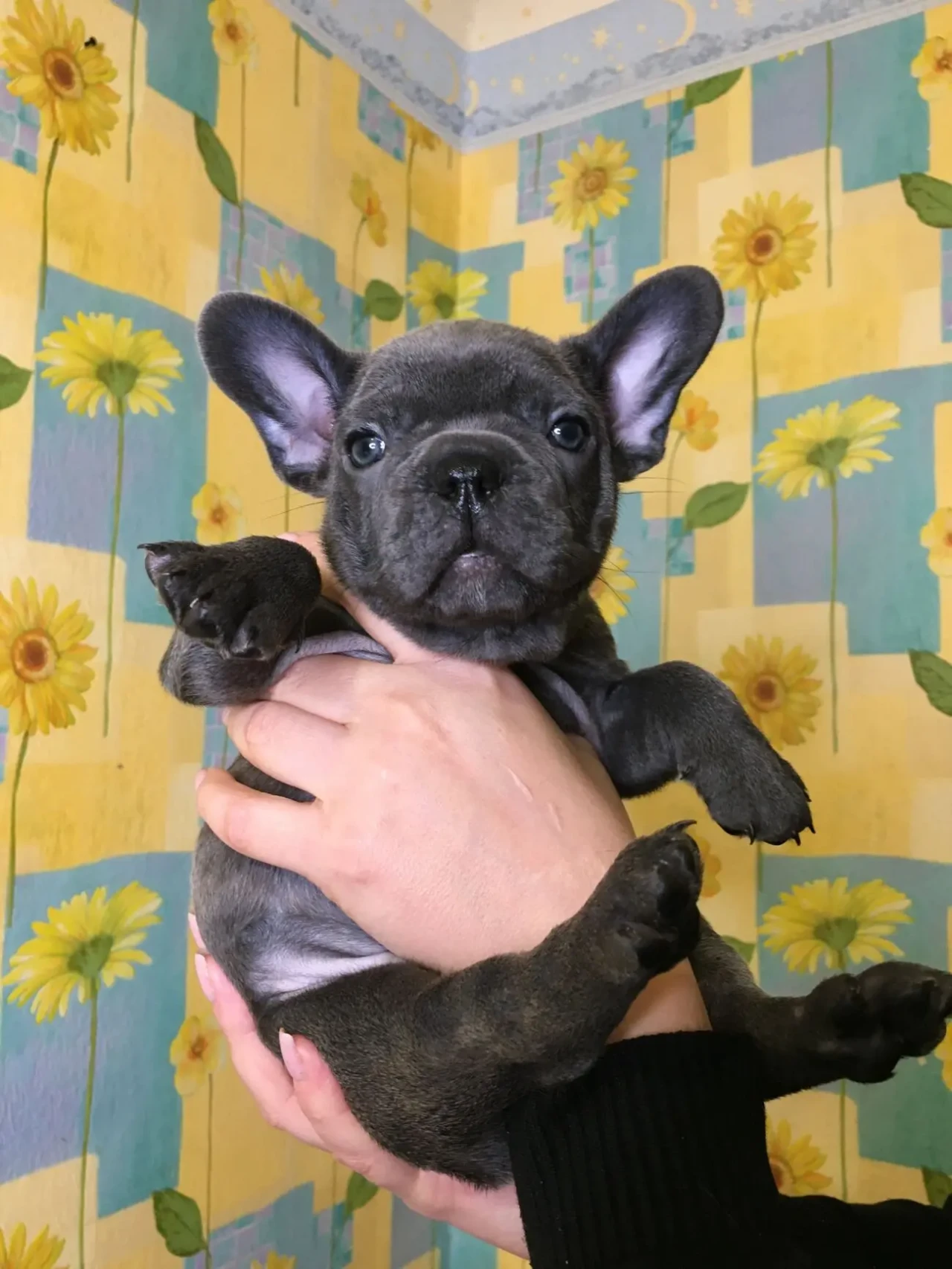 Цуценя французького бульдога 10