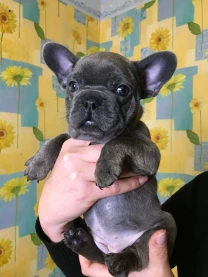Цуценя французького бульдога