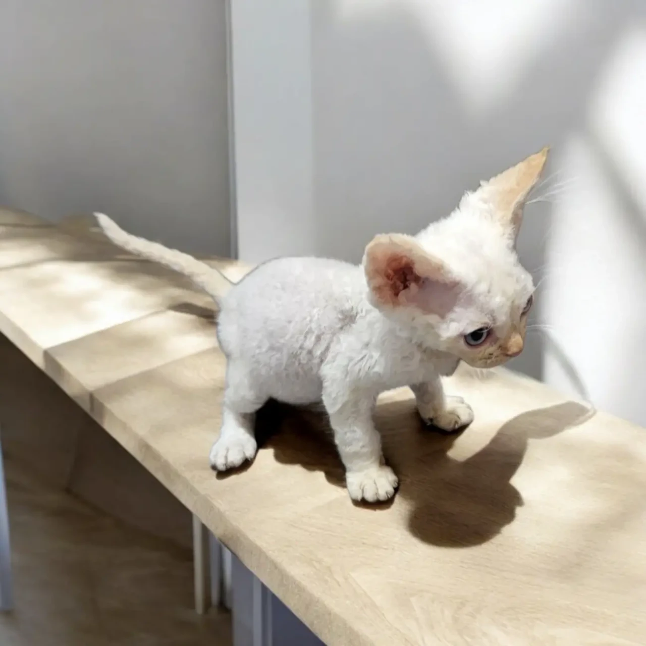 Найкращі кошенята девон-рекс. 2