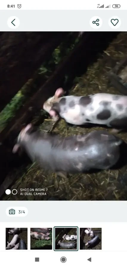 Продам поросят 2