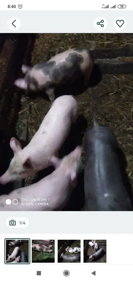 Продам поросят 4