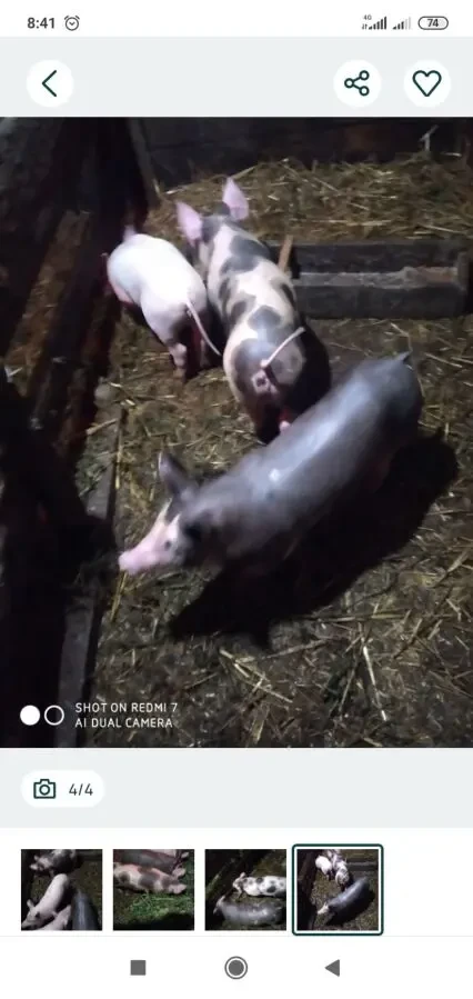 Продам поросят