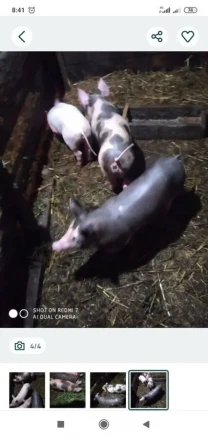Продам поросят