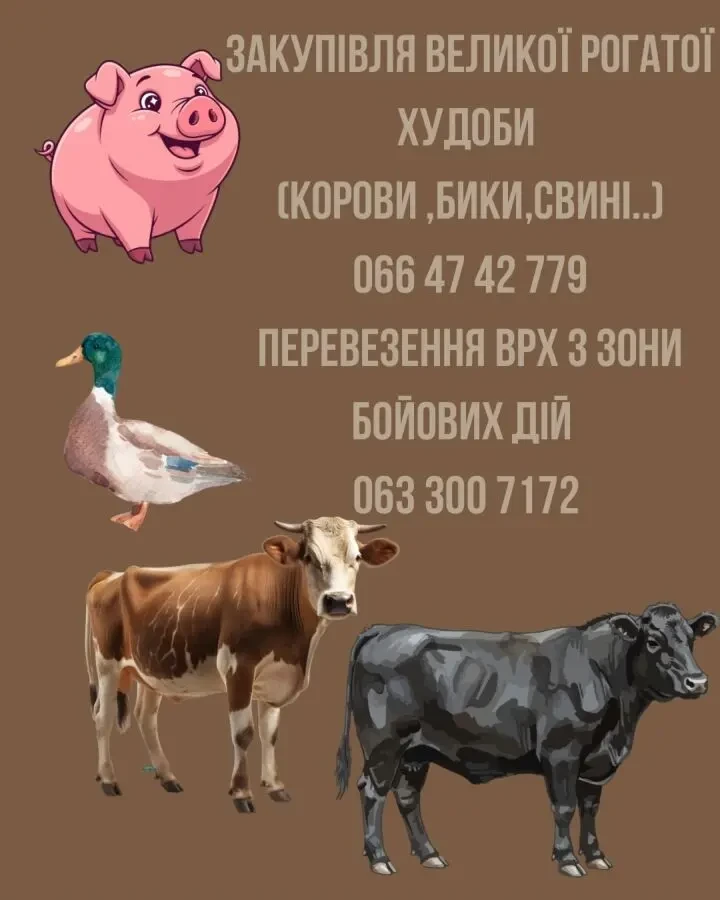 Закуповую корів биків свиней