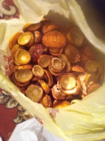 Продається мухомор червоний - 2025р