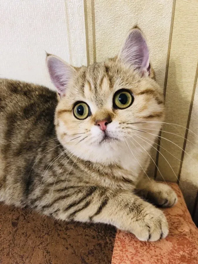 Красуня шукає новий дім 4