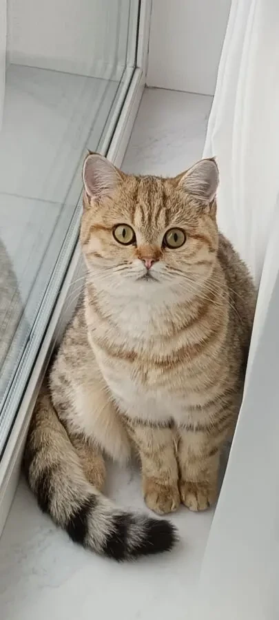 Красуня шукає новий дім