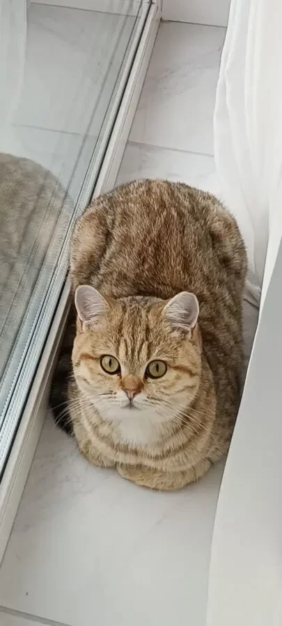 Красуня шукає новий дім 2