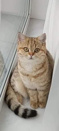 Красуня шукає новий дім