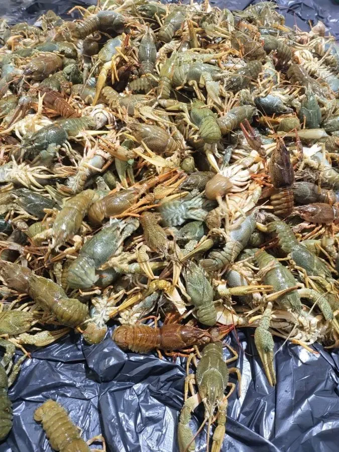 Продам Річкові РАКИ 4