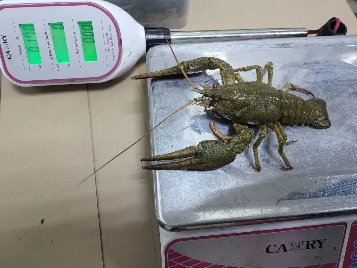 Продам Річкові РАКИ 2