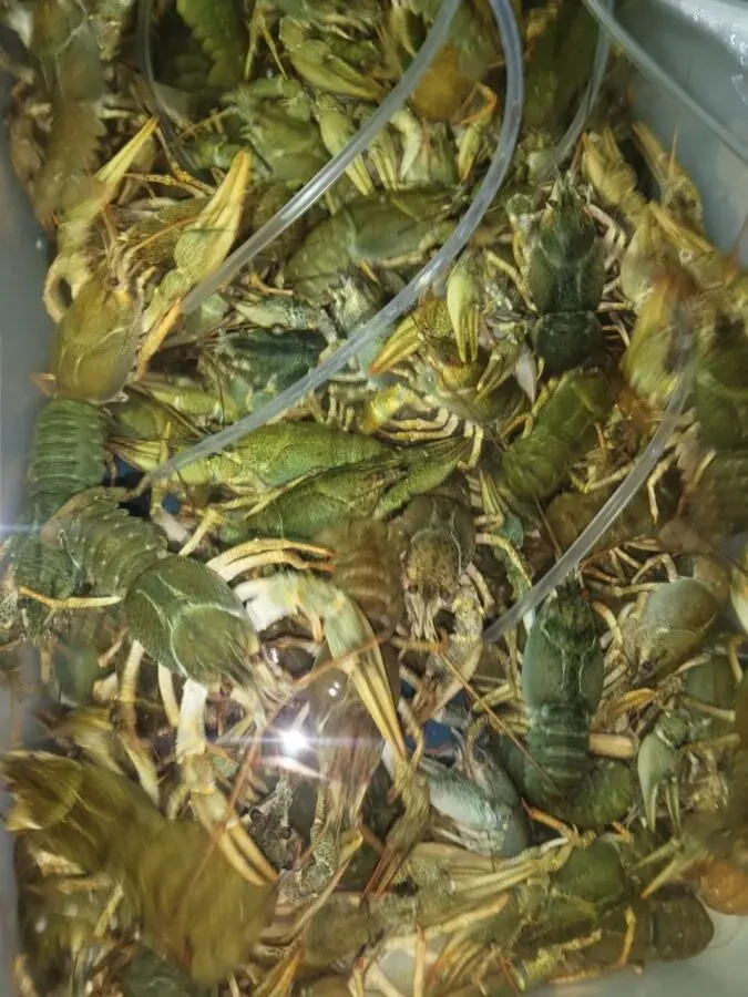 Продам Річкові РАКИ 6