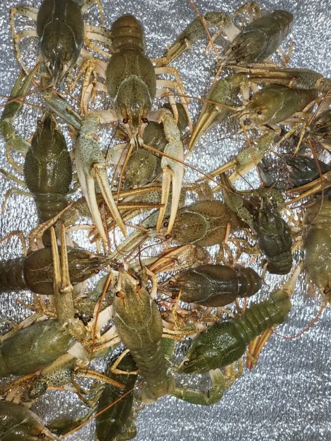 Продам Річкові РАКИ 3