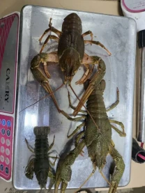 Продам Річкові РАКИ