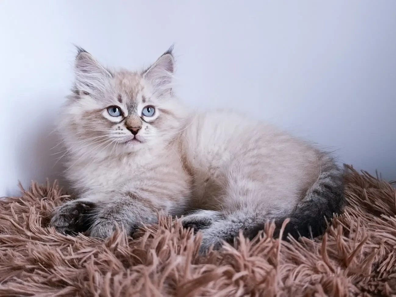 Невські маскарадні кошенята з документами 3