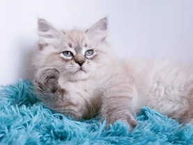 Невські маскарадні кошенята з документами