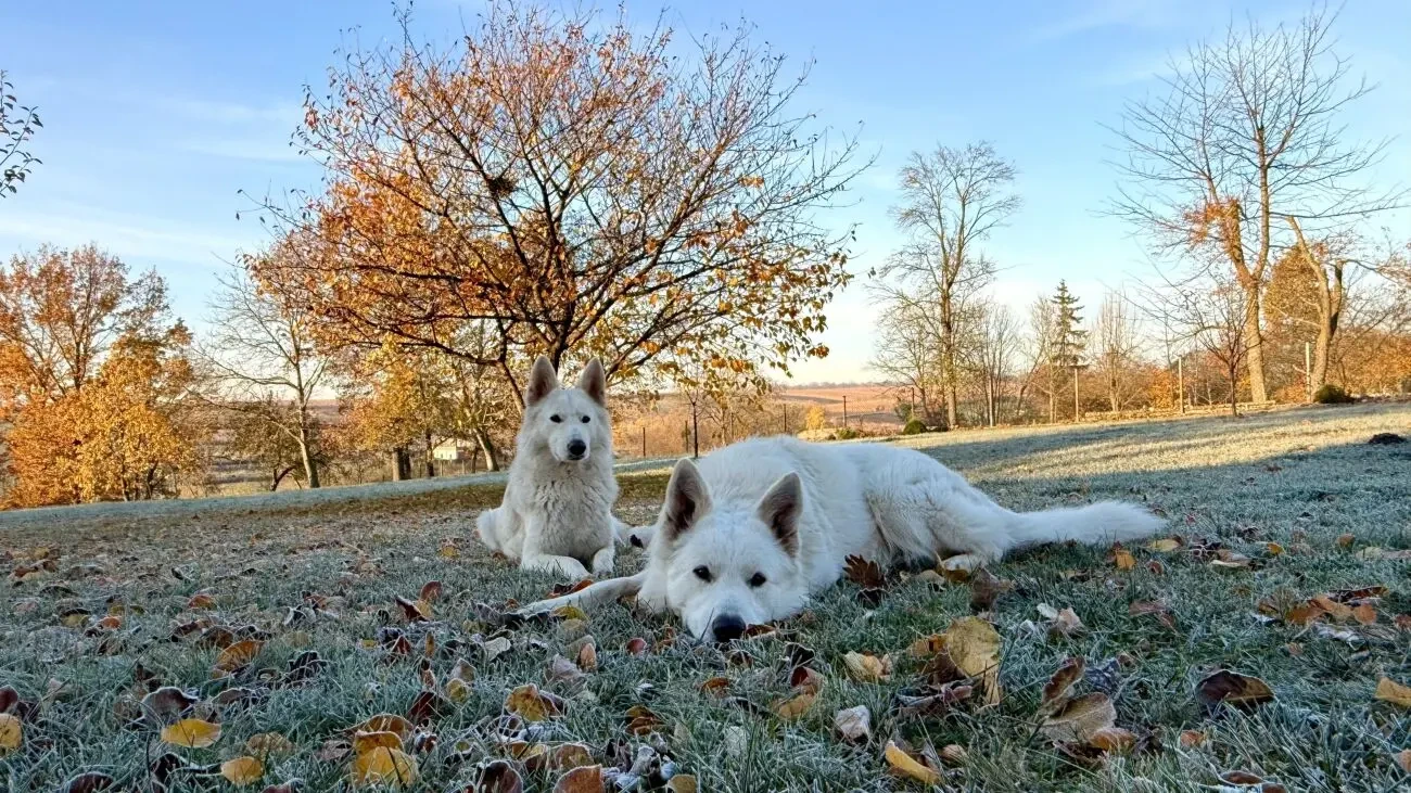БШО (Біла Швейцарська Вівчарка) 4
