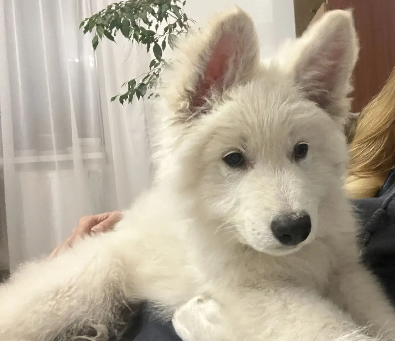 БШО (Біла Швейцарська Вівчарка)