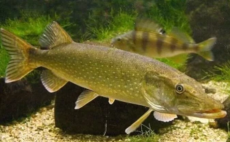 Куплю судак, щуку по всій Україні. Гурт