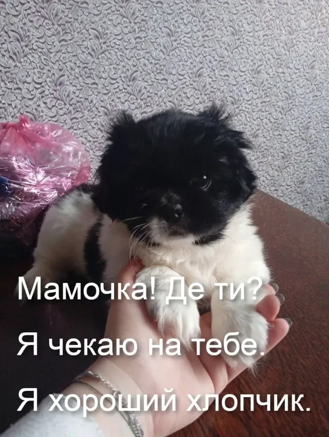Прекрасные щенки пекинеса 5