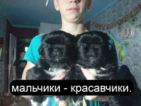 Прекрасные щенки пекинеса