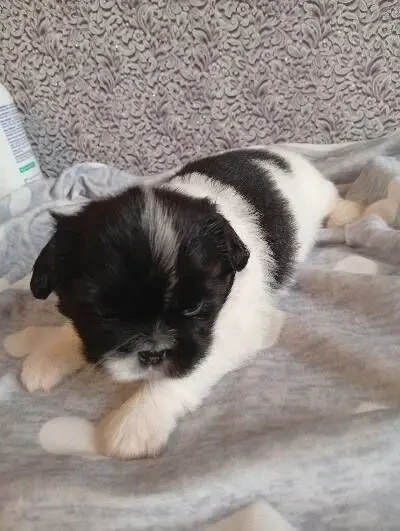 Прекрасные щенки пекинеса 5