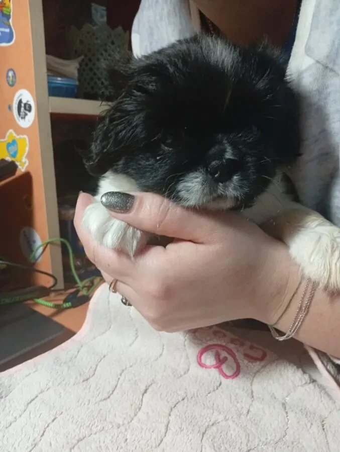 Прекрасные щенки пекинеса 2