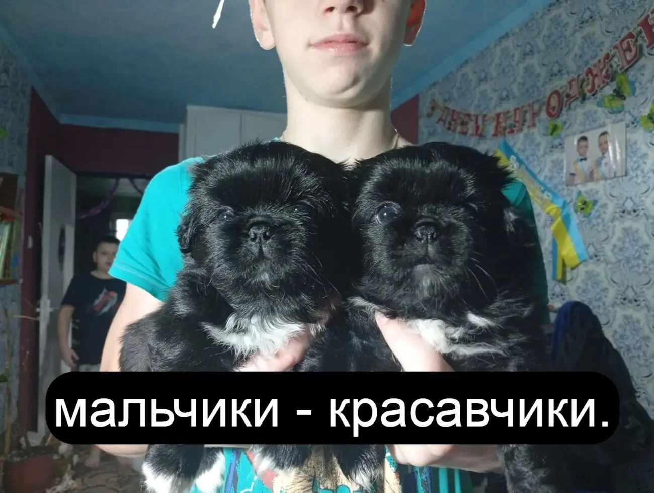 Прекрасные щенки пекинеса