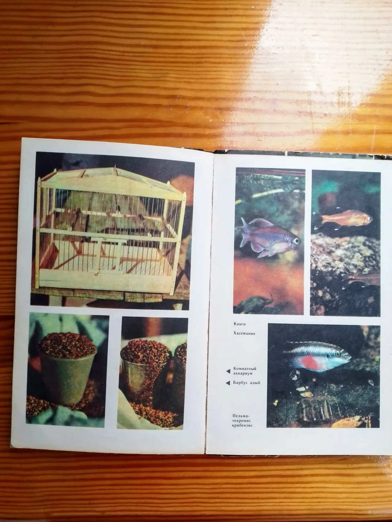 Книга домашние питомцы, грызуны, содержание, справочник детям 8