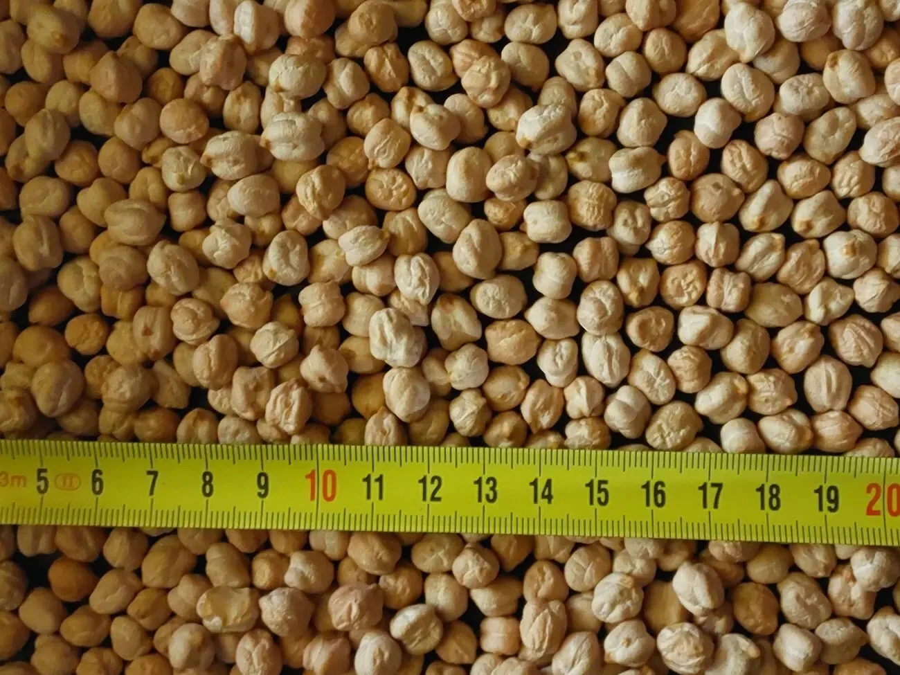 Нут Іордан товарний та насіннєвий