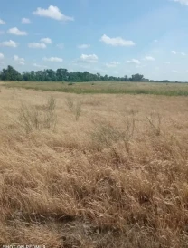 Продається ділянка 350 соток в Бородянцці.