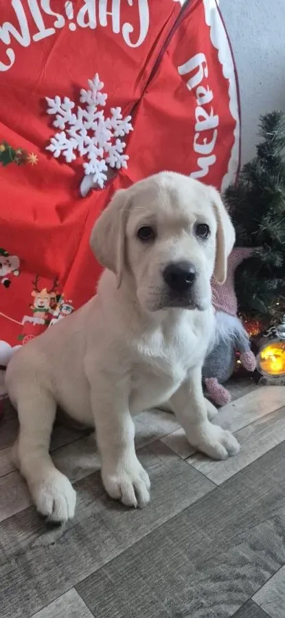 Продам щенков породы лабрадор ретривер 4