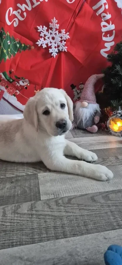 Продам щенков породы лабрадор ретривер 2