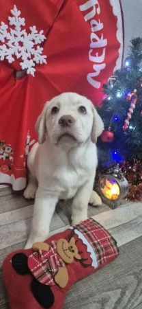 Продам щенков породы лабрадор ретривер