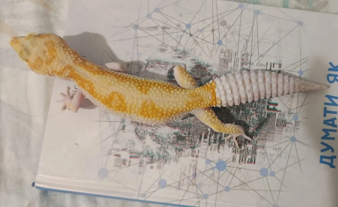 Продаємо еублефара 2