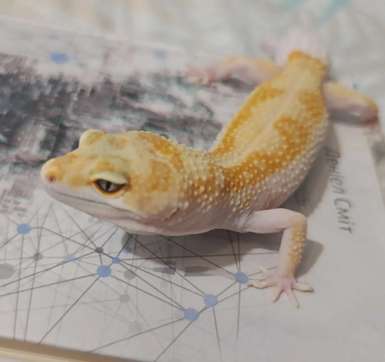 Продаємо еублефара