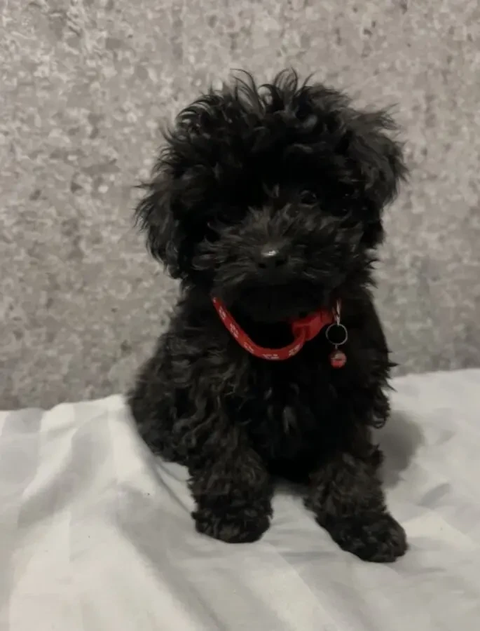 Мальтіпу дівчинка міні Ф1 2