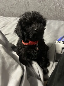 Мальтіпу дівчинка міні Ф1