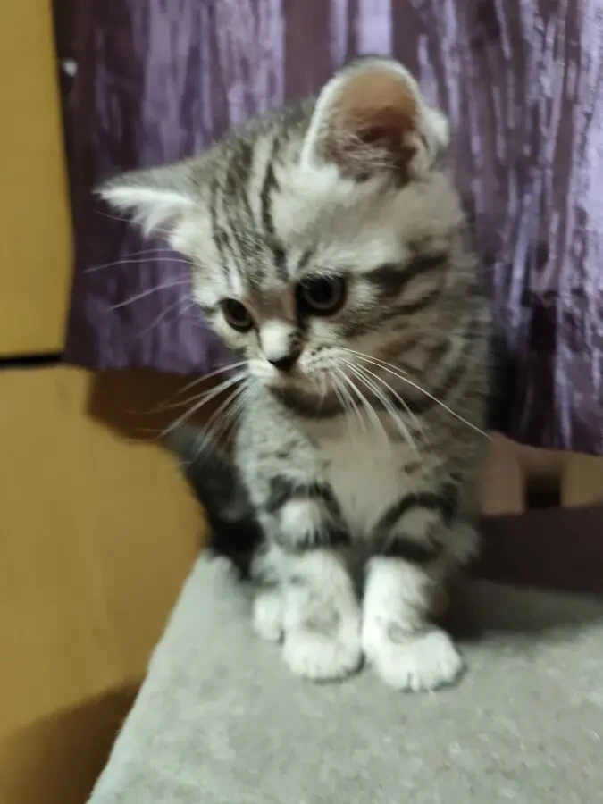 Котята шотландської породи 6