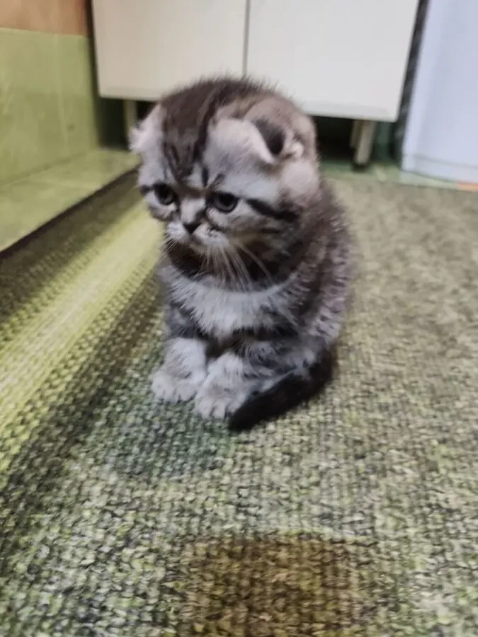 Котята шотландської породи 3