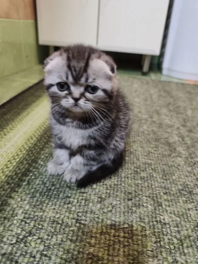 Котята шотландської породи 4