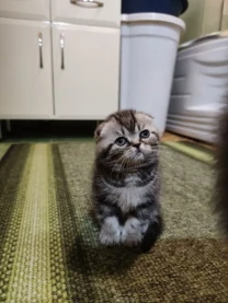 Котята шотландської породи