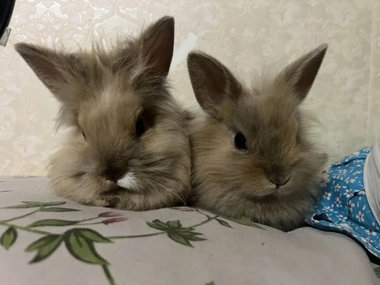 Продам двух кроликів