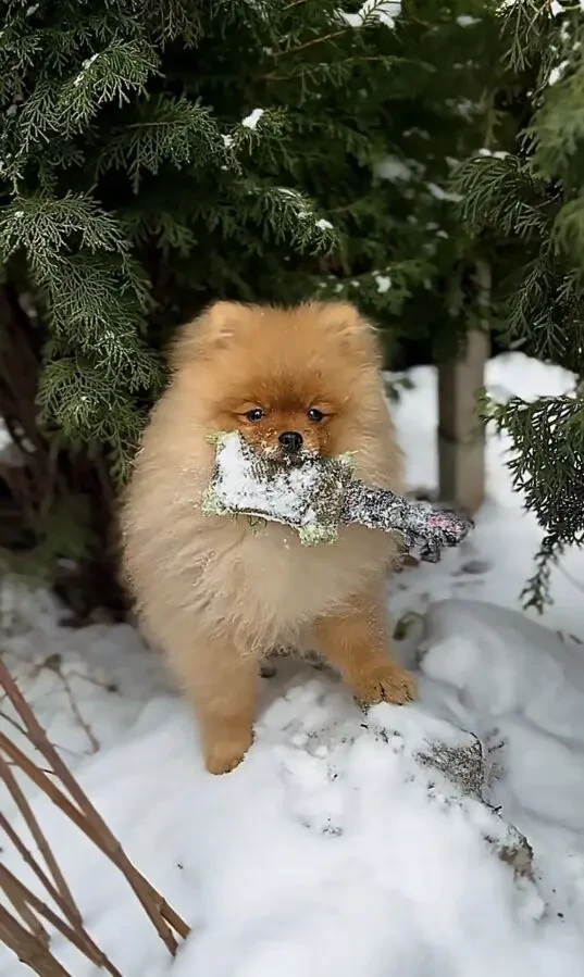 Померанский шпиц 7