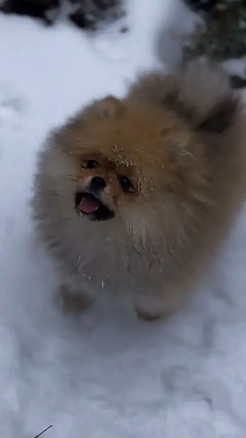 Померанский шпиц 5